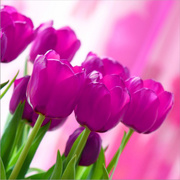 PAPSTAR Motivservietten Pink Tulips, 330 x 330 mm