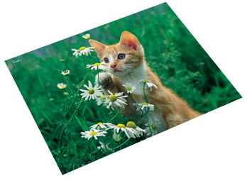 Läufer Schreibunterlage Katze mit Blume, 400 x 530 mm